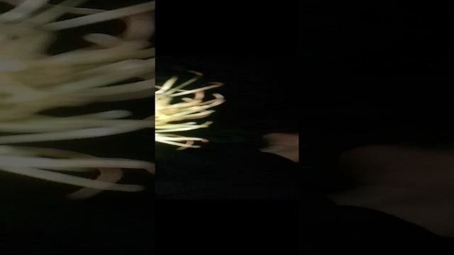 сад смотреть онлайн