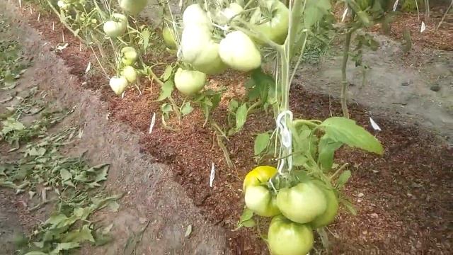 Пускаем томаты на созревание смотреть онлайн