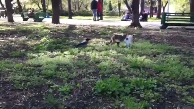 Ворона троллит Кота. Кременчуг. смотреть онлайн