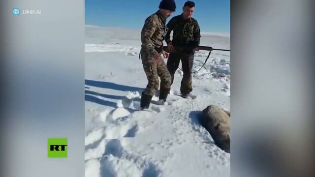 Волк притворился мертвым."Принесли его домой оказался он живой." смотреть онлайн