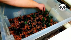 Как Запустить Тепличку с Аквариумными Растениями  !Анубиасы и Буцефаландры !