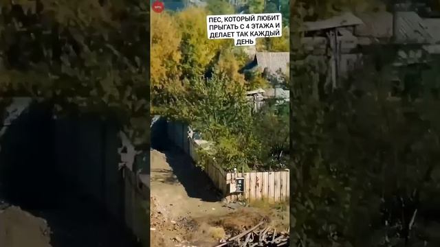 Собака из Марвел))) смотреть онлайн