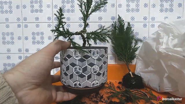 2 bonsai de Chamaecyparis ellwoodii, ciprés de Lawson смотреть онлайн