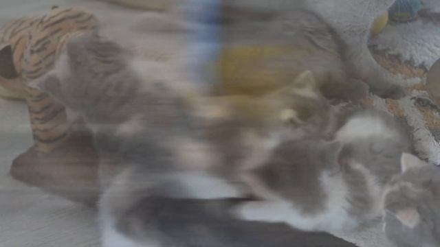 Британские котята в возрасте 5 недель (Litter- H3) смотреть онлайн