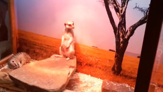 Путешествие в Краснодар. Крокодиловая ферма смотреть онлайн