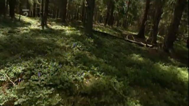 Houby смотреть онлайн