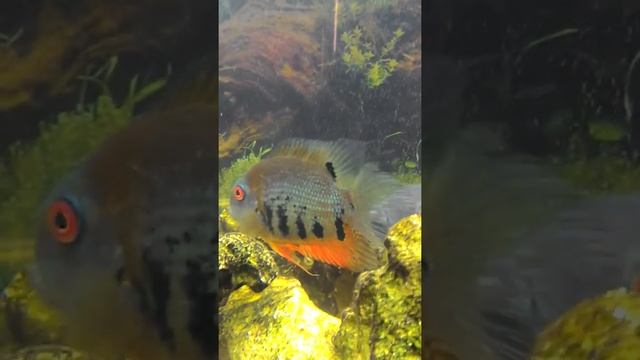 V 20200721 190825 Красноплечий северум (пара) смотреть онлайн