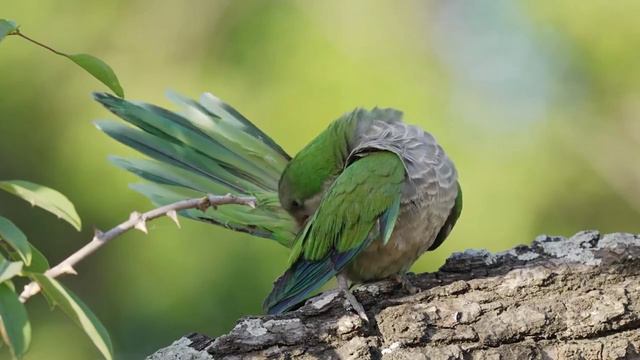 Всем доброго утра и хорошего дня! смотреть онлайн