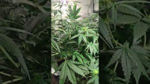 Гров. Первый фотик, green gummy