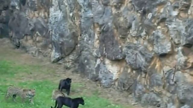 Naturaleza Salvaje. Pantera Vs Jaguar смотреть онлайн