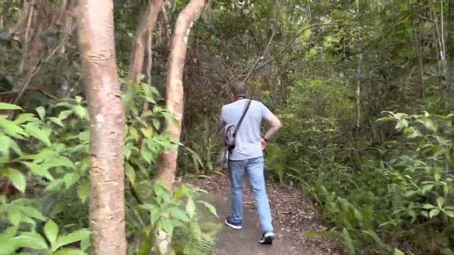 Национальный парк Эверглейдс-10. Флорида, США. Прогулка по джунглям. смотреть онлайн