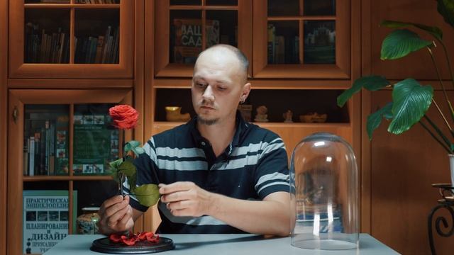 "Вечная" роза под стеклянным куполом. Обзор и впечатления. [Блог#0] смотреть онлайн