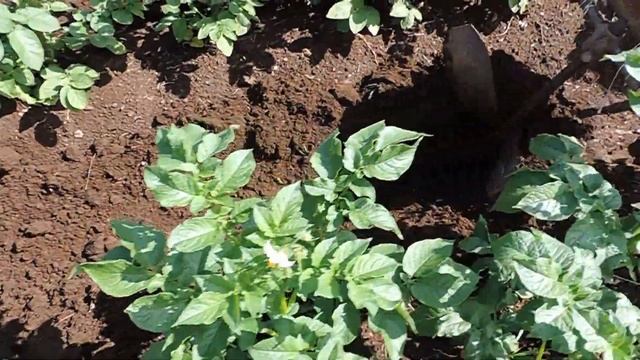 Ручное-ножное окучивание картошки. Лошадиные ноги. смотреть онлайн