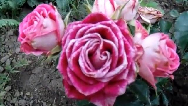 Роза спрей Руби Стар (Spray rose Ruby Star) смотреть онлайн