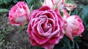 Роза спрей Руби Стар (Spray rose Ruby Star)