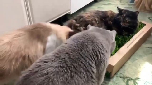 Халапенья дома смотреть онлайн