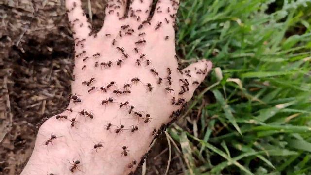 Кусает красный лесной муравей смотреть онлайн