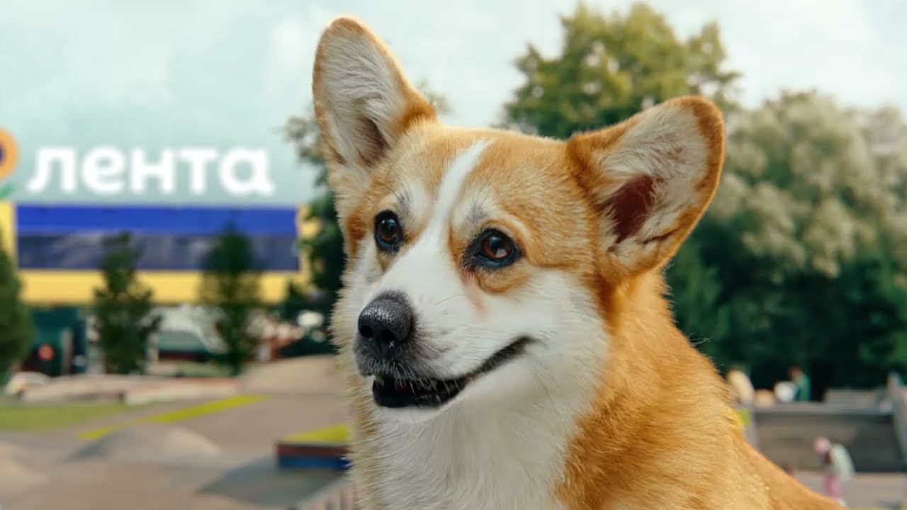 Лапки на борд! Рекламная кампания акции «Скейтеррры» в Ленте!