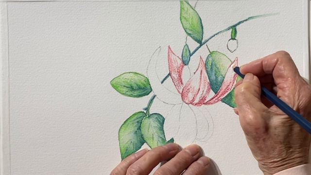 Watercolor Pencil & Wash Tutorial, how to paint a Fuchsia flower easy for beginners. #irmgardart смотреть онлайн