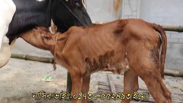 মাঝারী ও বিগ সাইজের দুয়াল ও প্রেগন্যান্ট গাভীর সঠিক বাজার জানুন।বাটে ও জরায়ুতে সমস্যা হলে টাকা ফের смотреть онлайн