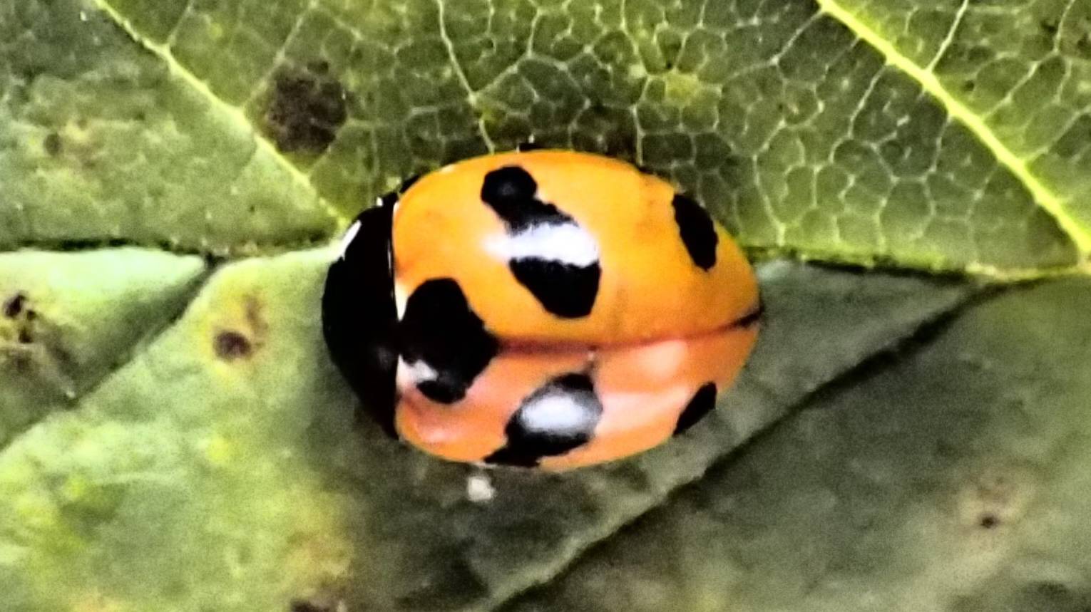 2024.08.20. Норильск. Божья коровка смотреть онлайн