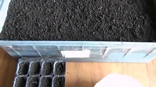 ГОЛУБОЙ ЭРИНГИУМ ПЛОСКОЛИСТНЫЙ!!!! КАК Я ЕГО СЕЮ. смотреть онлайн