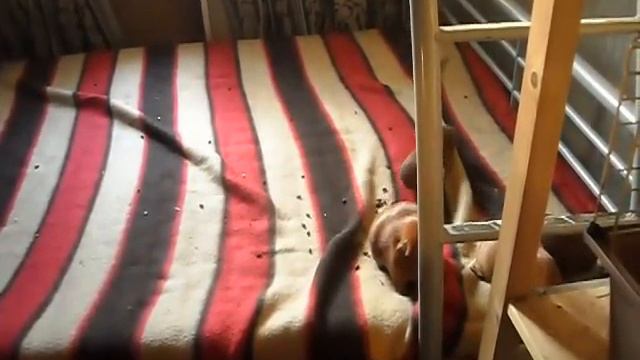 Выгул золотых селфов смотреть онлайн