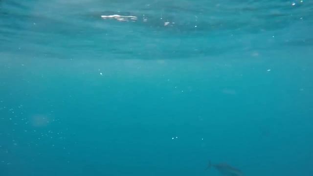 La pêche vue sous un autre angle ? - AZUL PESCA - смотреть онлайн