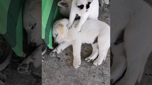 Волкособ! Щенки волкособа F3 /волкособы дружат с кошками /массаж /кошка массажист смотреть онлайн