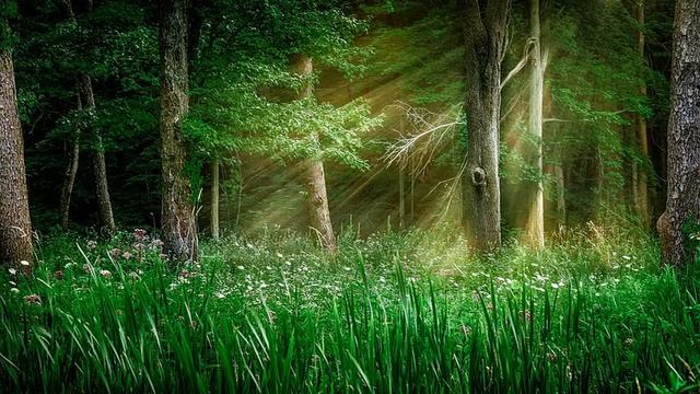 фольклорные посиделки "Когда цветет папоротник?" смотреть онлайн