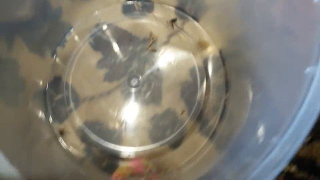 Содержание паука крестовика смотреть онлайн