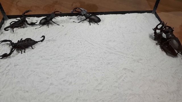 БОЙНЯ! СКОРПИОНЫ ПРОТИВ РОГАЧЕЙ! ТАКОГО ВЫ ЕЩЕ НЕ ВИДЕЛИ. СКОРПИОН ПРОТИВ РОГАЧА ВЕРСУС