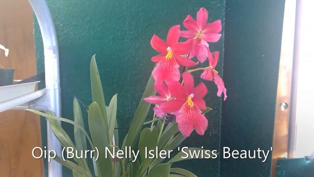 orchid Nelly Isler смотреть онлайн