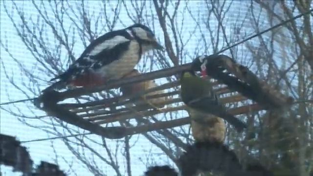 Дятел на шишке кормушке смотреть онлайн