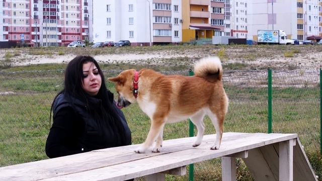 ШИБА ИНУ (СИБА ИНУ): особенности содержания, характер, воспитание, выбор щенка, отзывы смотреть онлайн