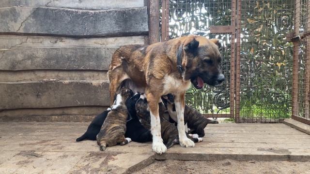 +79157787787.Документы РКФ/FCI- международные.БУЛЬДОЗЕРА,ТОПАЗА линии САО/алабай.От Фаер*Байра.1 ме смотреть онлайн