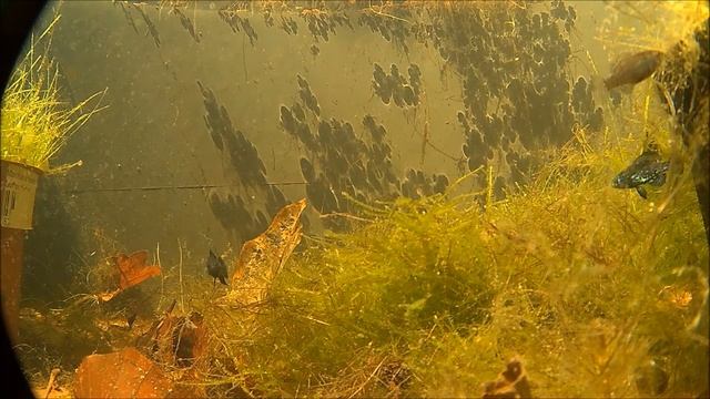 Elassoma okatie doing the "wiggle waggle" смотреть онлайн