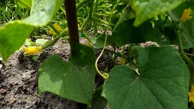 Этот сорт Огурцов 15 лет получает высший бал 5 звезд. Огурец смотреть онлайн