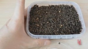 Мирт: посев семян и выращивание