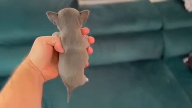 Предлага се кученцето от видеото, мъжко мини чихуахуа. смотреть онлайн