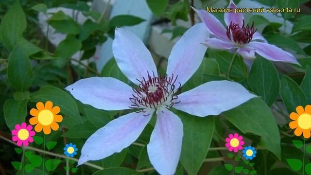 Клематис обыкновенный. Краткий обзор, описание характеристик, где купить саженцы clematis sp. смотреть онлайн