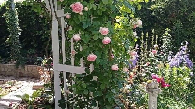 Райская роза ПЬЕР ДЕ РОНСАР (Pierre de Ronsard)/ Эден Роуз (Eden Rose. Плетистые розы. смотреть онлайн