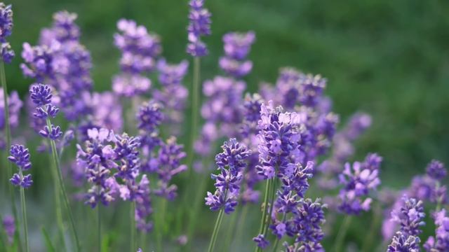 ГАРМОНИЗАЦИЯ ВНУТРЕННЕГО МИРА. Выход в поле Духа, поле Творца. смотреть онлайн