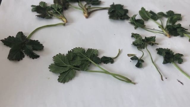 Beşparmakotu Kazotu Potentilla erecta Şifaları Nelerdir смотреть онлайн