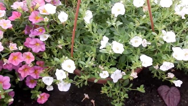 CALIBRACHOA - É uma mini petúnia? смотреть онлайн