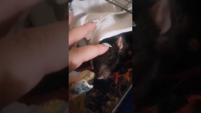 Как чувствует себя крыса когда болеет😢 смотреть онлайн