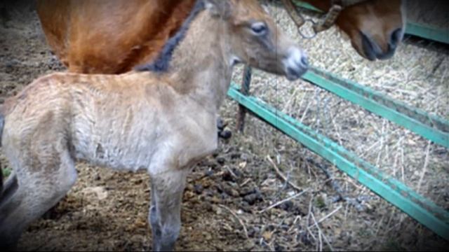 Понос у маленького жеребенка