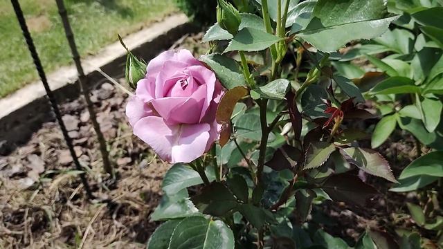 РОЗА ЛАВ СОНГ | Обзор сорта: Роза Лав сонг (Love Song)