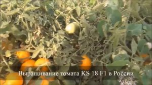 Выращивание оранжевого томата АЙСАН F1 KS 18