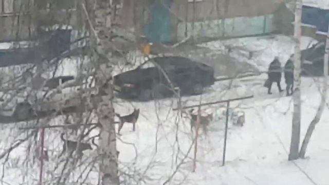 БОЛЬШАЯ СТАЯ СОБАК..........!!! смотреть онлайн